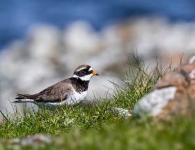 découvrez le nouvel oiseau à la rochelle, une espèce fascinante qui enrichit la biodiversité locale. admirez ses caractéristiques uniques et apprenez-en plus sur son habitat et son comportement dans cet écrin de nature.