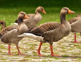 découvrez l’univers fascinant des oies à la rochelle : observation, conseils pratiques et lieux incontournables pour admirer ces oiseaux dans la région.