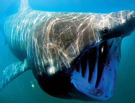 découvrez pourquoi les requins-hâ sont en danger, les causes de leur déclin et l'importance de leur protection pour préserver l’équilibre marin.