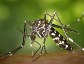 découvrez l'essentiel sur les cas autochtones de chikungunya : définition, modes de transmission, régions concernées et mesures de prévention pour limiter la propagation de cette maladie virale.
