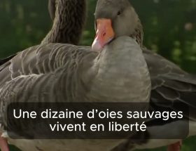 découvrez comment la présence des oies influence la circulation à la rochelle et les mesures prises pour assurer la sécurité des automobilistes et des animaux.