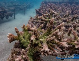 découvrez la richesse et la beauté des coraux d’indonésie lors de cette exposition unique. plongez dans un univers marin fascinant et explorez la biodiversité exceptionnelle des fonds marins indonésiens.