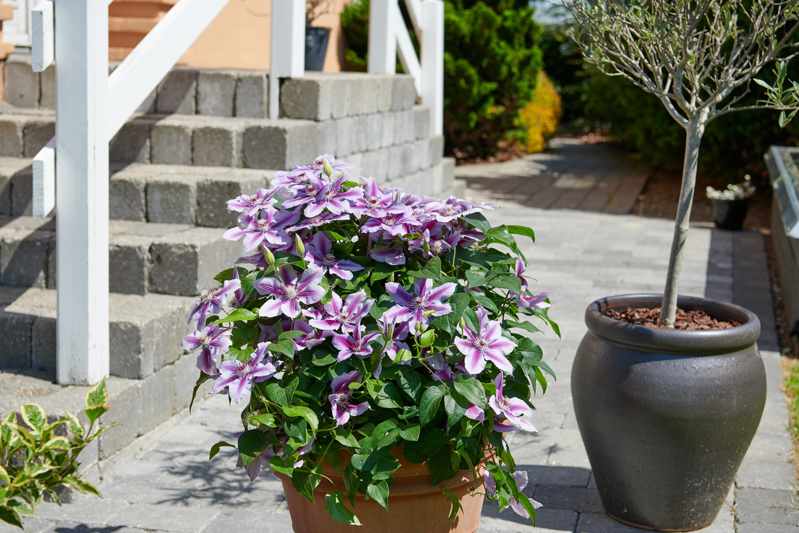 découvrez comment les roses triomphent dans votre jardin grâce à nos conseils d’entretien, choix des variétés et astuces pour une floraison magnifique toute l’année.