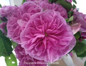 découvrez comment les roses triomphent dans les jardins et séduisent par leur beauté intemporelle. conseils, variétés et astuces pour profiter pleinement de ces fleurs emblématiques.