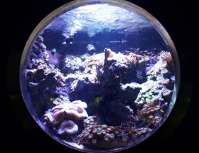 découvrez les informations importantes sur la fermeture temporaire de l'aquarium en janvier. préparez votre visite en tenant compte des dates de fermeture.