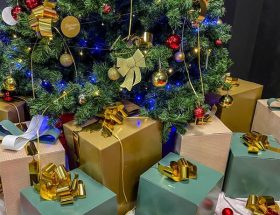 découvrez nos sapins de noël éco-responsables à la rochelle, parfaits pour célébrer les fêtes tout en respectant l'environnement.